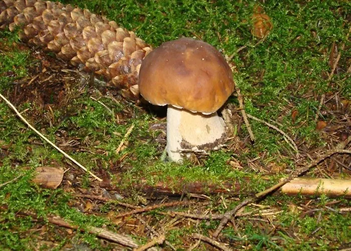 Letniskowy - Czerwony Całoroczny Rzeczenica